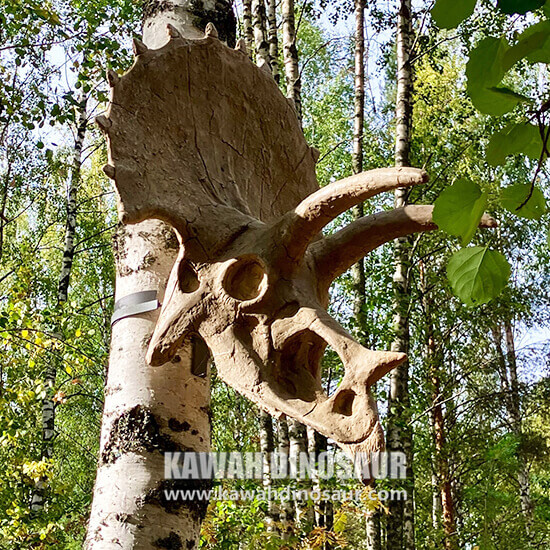 2-4 Karelian dinozawr seýilgähinde Triceratops skelet galyndylary