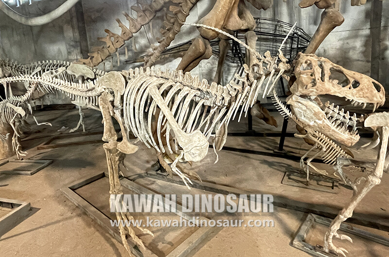 kawah dinosaur Skeleton fossils Replicas dinosaur