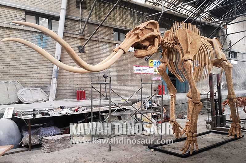 kawah dinosaur Skeleton fossils Replicas mammoth